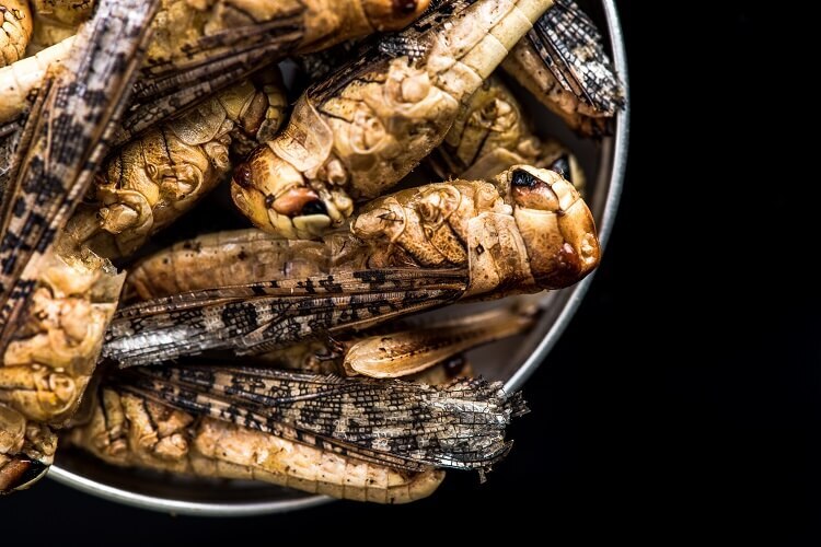 Jadalne owady z kuchni meksykańskiej - chapulines Chapulines - kuchnia meksykańska