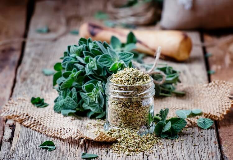 Ważne zioła w kuchni - oregano Oregano - zioło w kuchni